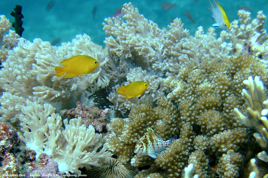 DSCF0201.JPG - Philippines Dive - Sombrero Island