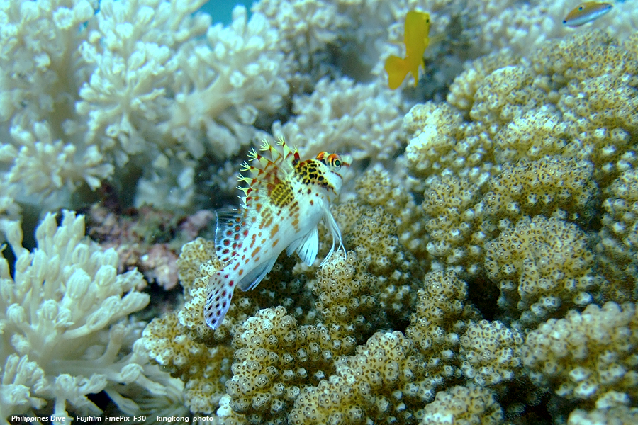 DSCF0202.JPG - Philippines Dive - Sombrero Island