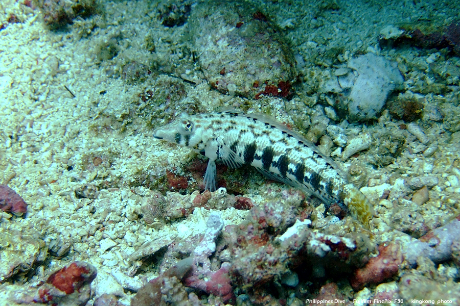 DSCF0203.JPG - Philippines Dive - Sombrero Island