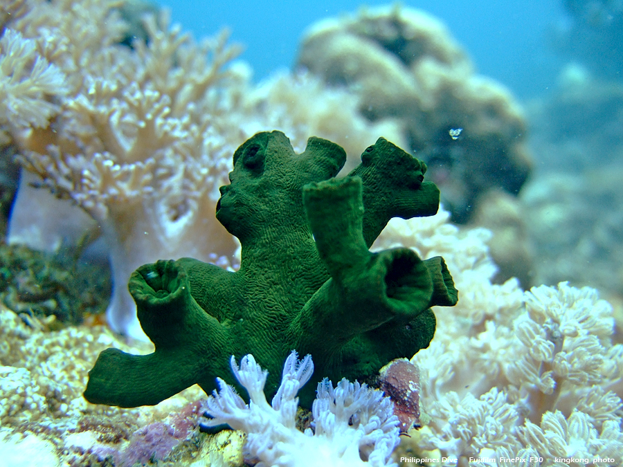 DSCF0206.JPG - Philippines Dive - Sombrero Island