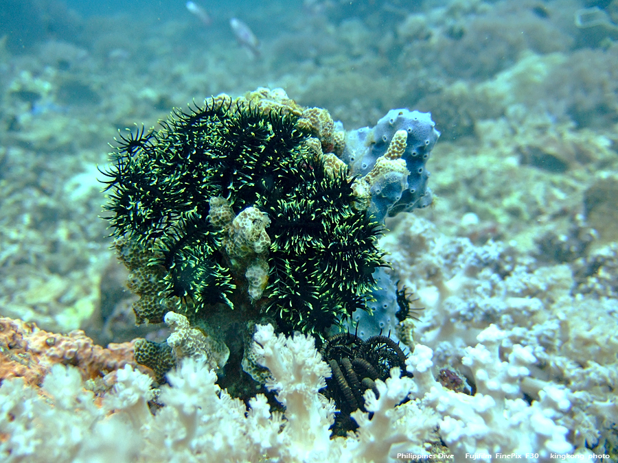 DSCF0207.JPG - Philippines Dive - Sombrero Island