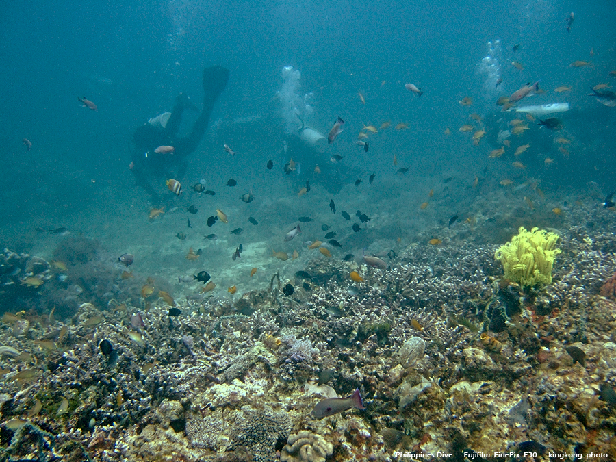 DSCF0210.JPG - Philippines Dive - Sombrero Island