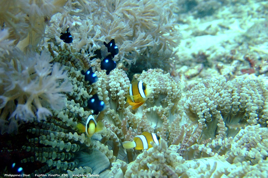 DSCF0212.JPG - Philippines Dive - Sombrero Island