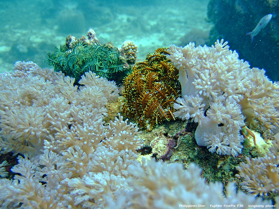 DSCF0213.JPG - Philippines Dive - Sombrero Island