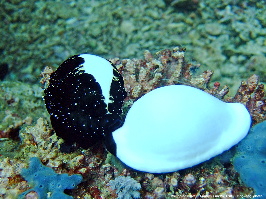 DSCF0219.JPG - Philippines Dive - Sombrero Island