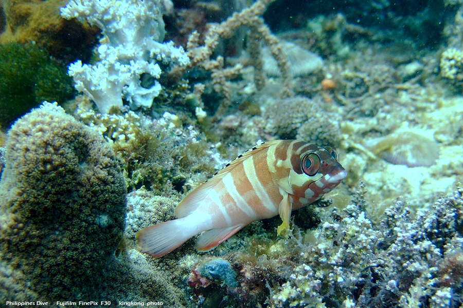 DSCF0221.JPG - Philippines Dive - Sombrero Island