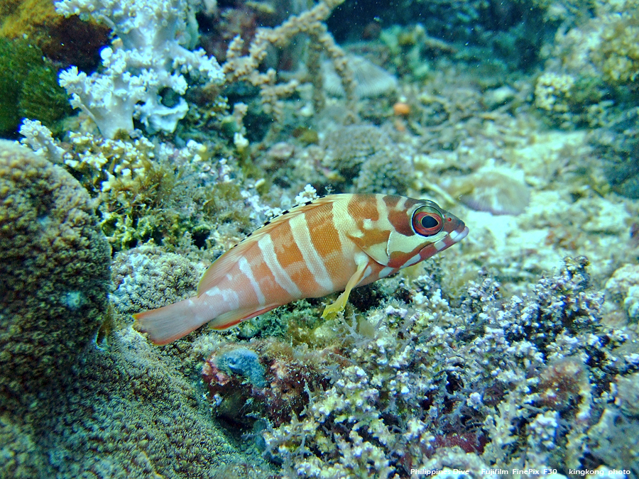 DSCF0222.JPG - Philippines Dive - Sombrero Island