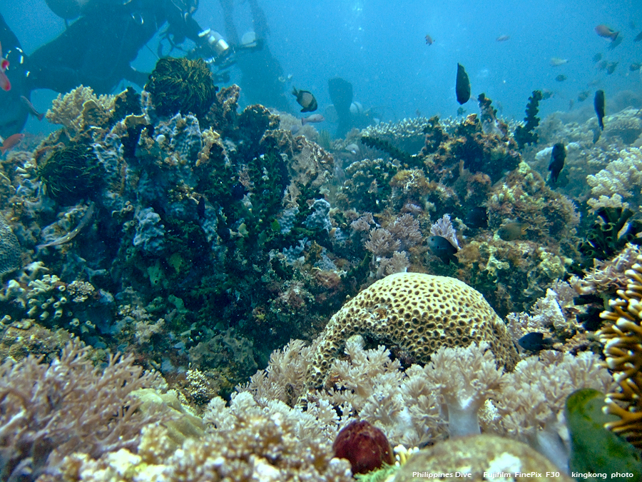 DSCF0223.JPG - Philippines Dive - Sombrero Island