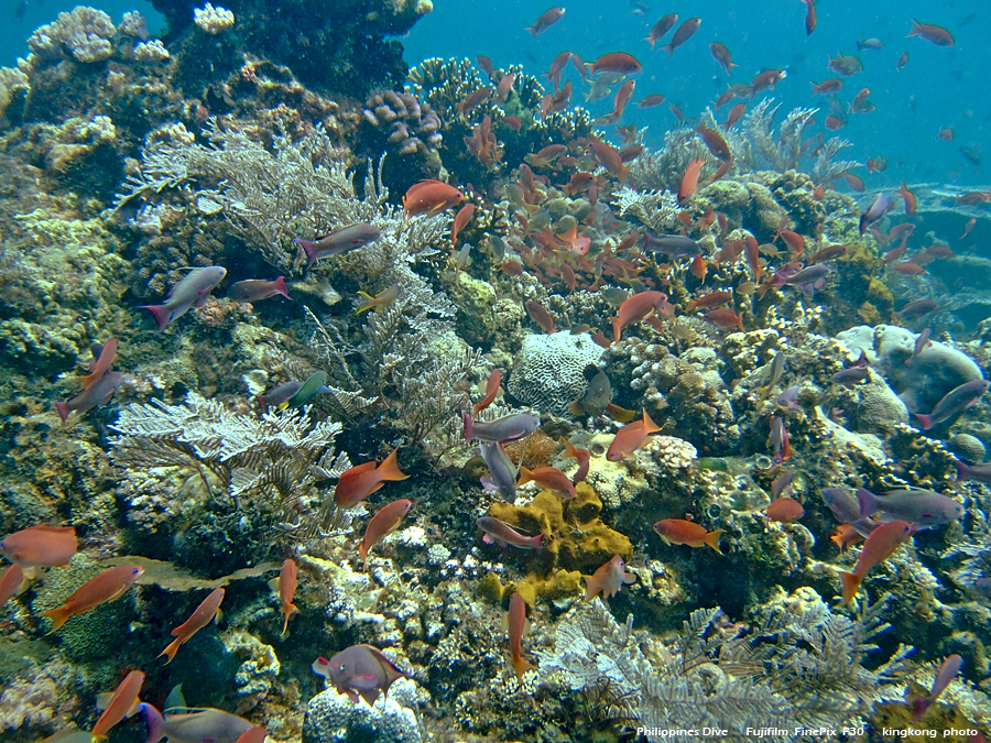 DSCF0230.JPG - Philippines Dive - Sombrero Island