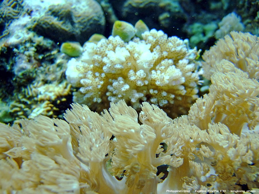 DSCF0232.JPG - Philippines Dive - Sombrero Island