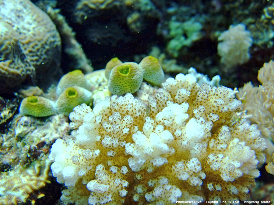 DSCF0233.JPG - Philippines Dive - Sombrero Island