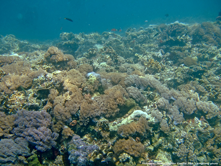 DSCF0238.JPG - Philippines Dive - Sombrero Island