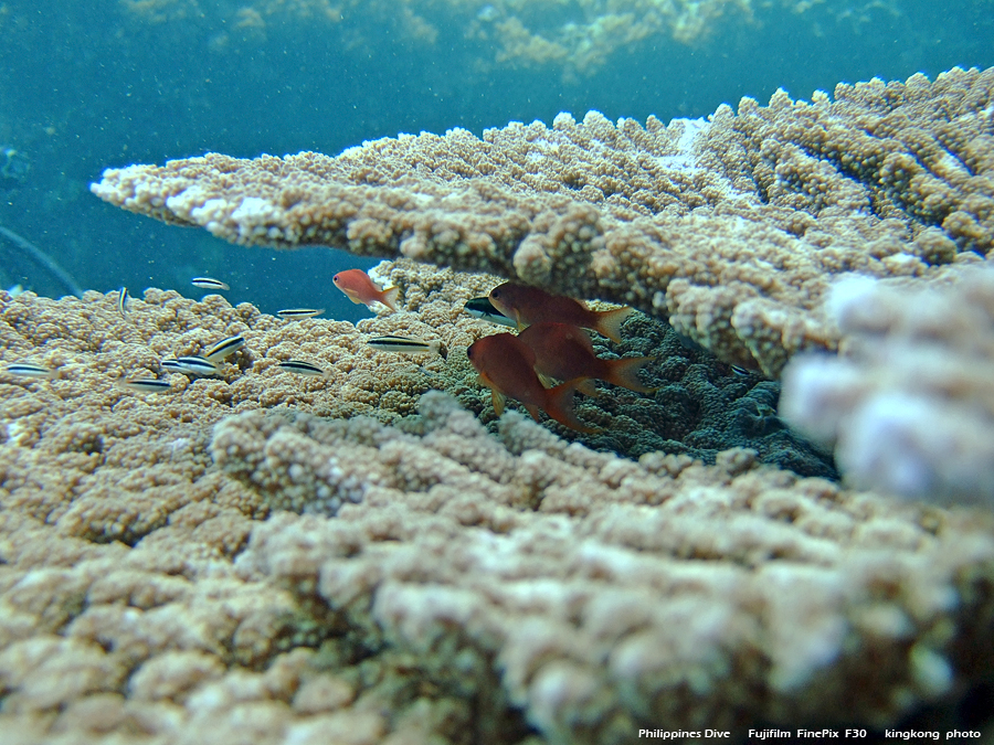 DSCF0243.JPG - Philippines Dive - Sombrero Island