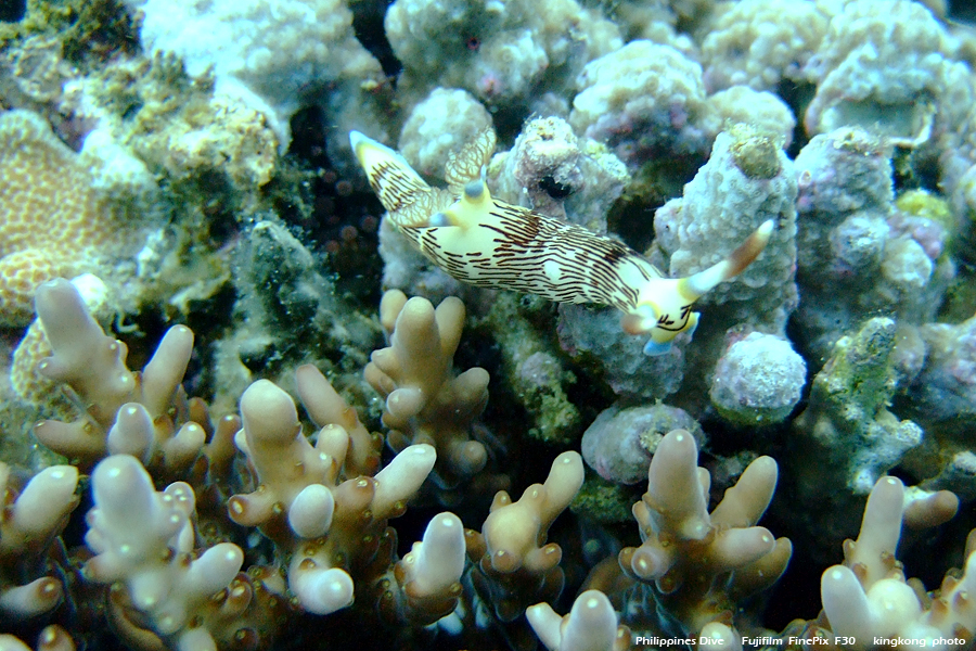 DSCF0253.JPG - Philippines Dive - Cathedral Rock