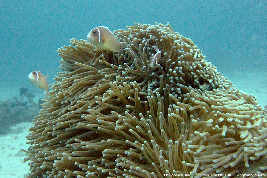 DSCF0254.JPG - Philippines Dive - Cathedral Rock