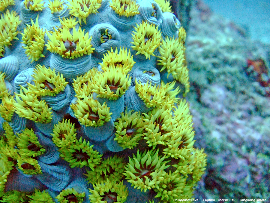 DSCF0261.JPG - Philippines Dive - Cathedral Rock