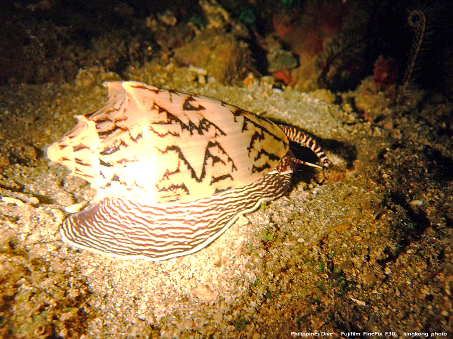 DSCF0315.JPG - Philippines Dive - Twinrock Night Dive