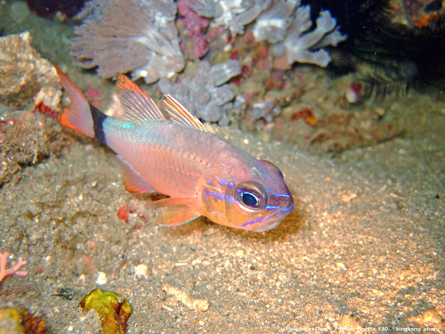 DSCF0327.JPG - Philippines Dive - Twinrock Night Dive