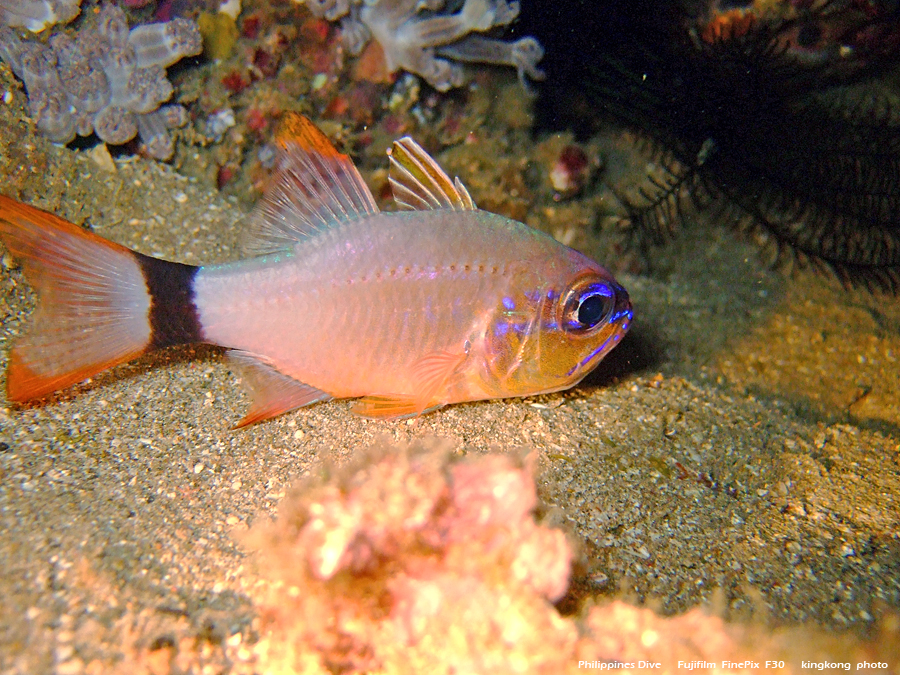 DSCF0328.JPG - Philippines Dive - Twinrock Night Dive