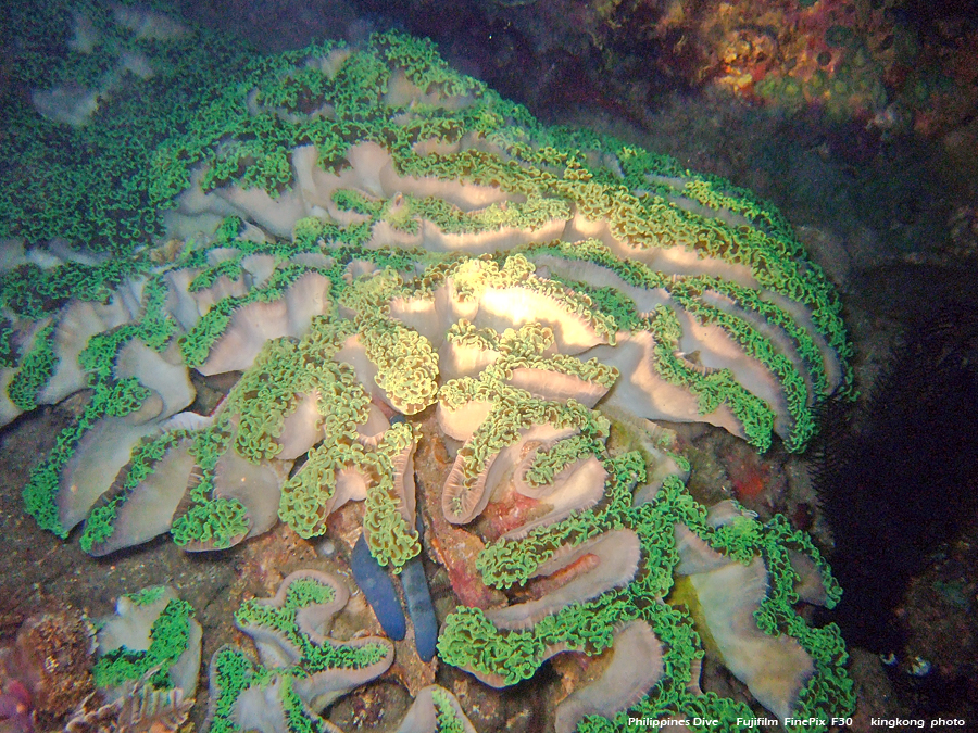 DSCF0332.JPG - Philippines Dive - Twinrock Night Dive