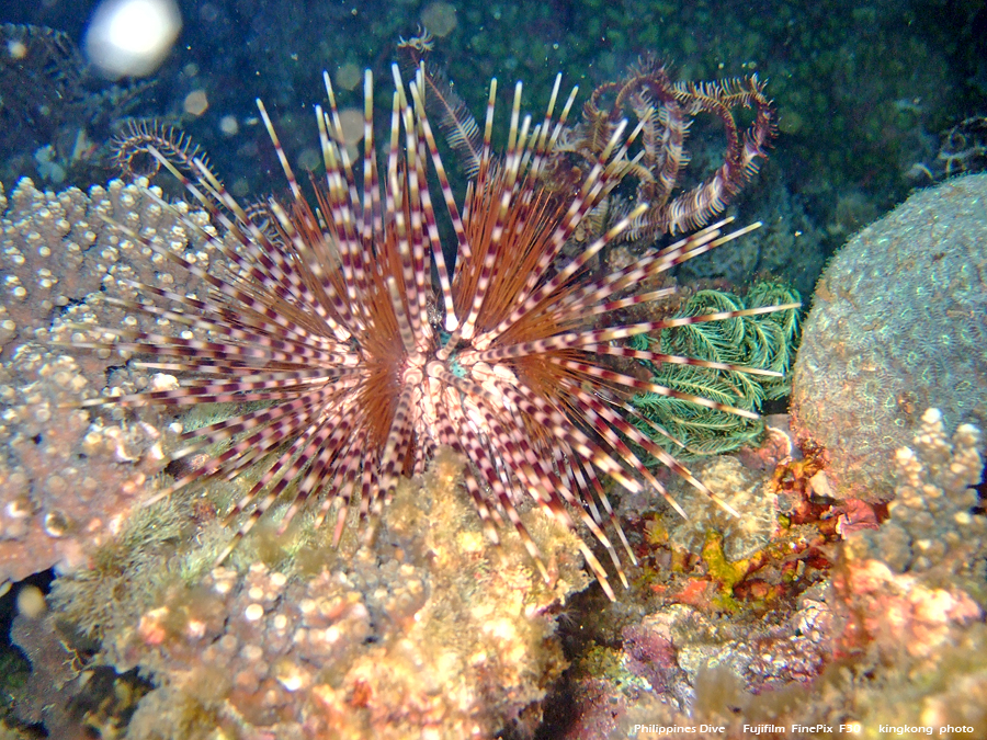 DSCF0333.JPG - Philippines Dive - Twinrock Night Dive