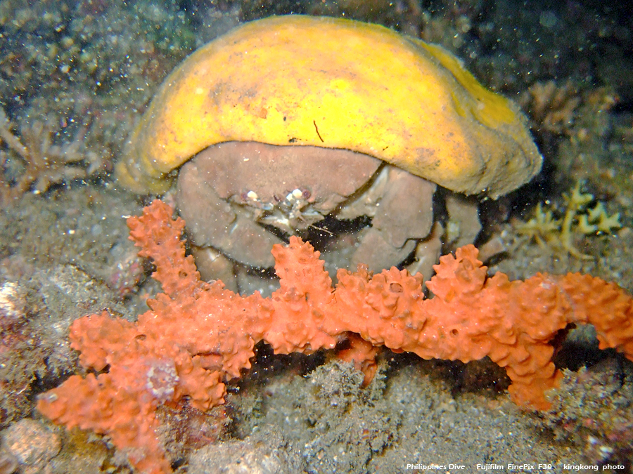 DSCF0341.JPG - Philippines Dive - Twinrock Night Dive