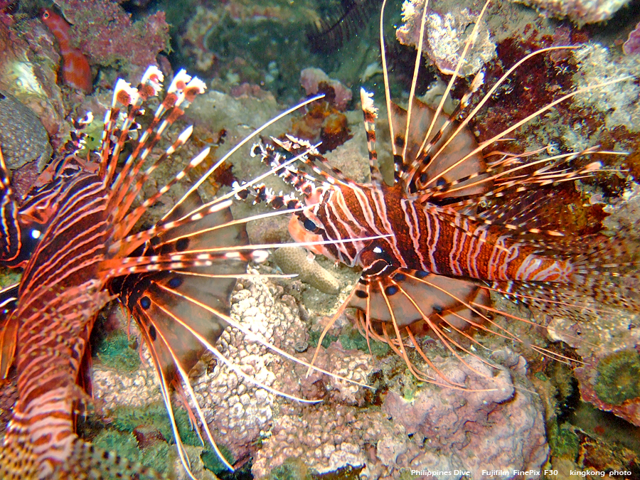 DSCF0347.JPG - Philippines Dive - Twinrock Night Dive