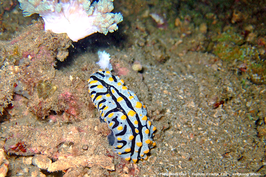 DSCF0351.JPG - Philippines Dive - Twinrock Night Dive