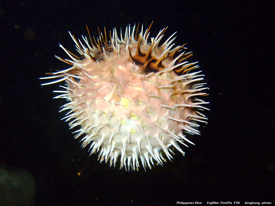 DSCF0357.JPG - Philippines Dive - Twinrock Night Dive