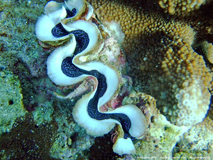 DSCF0369.JPG - Philippines Dive - Saddle