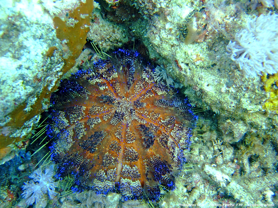 DSCF0370.JPG - Philippines Dive - Saddle