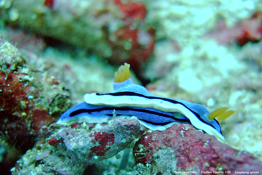 DSCF0372.JPG - Philippines Dive - Saddle