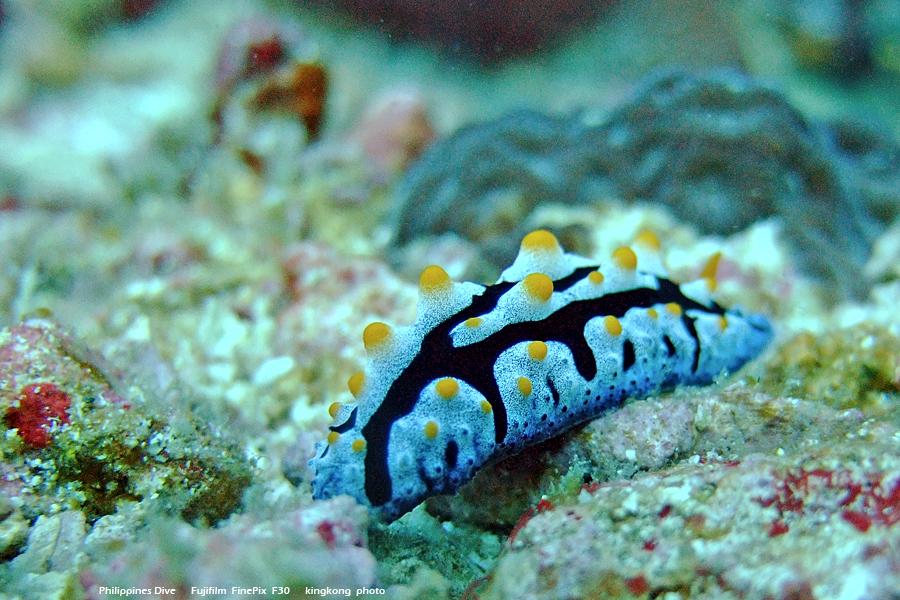 DSCF0373.JPG - Philippines Dive - Saddle