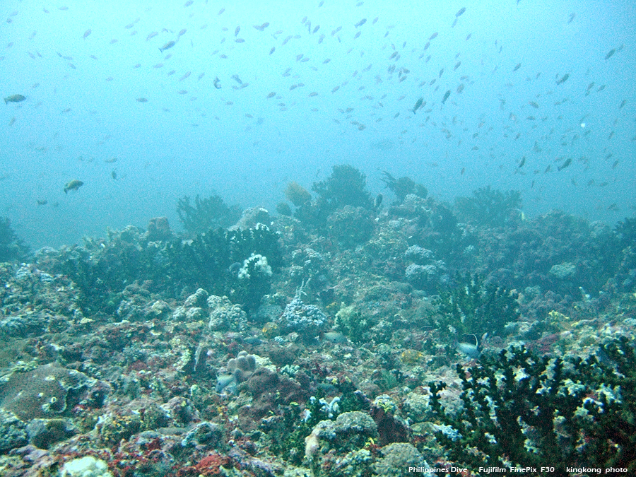 DSCF0378.JPG - Philippines Dive - Saddle