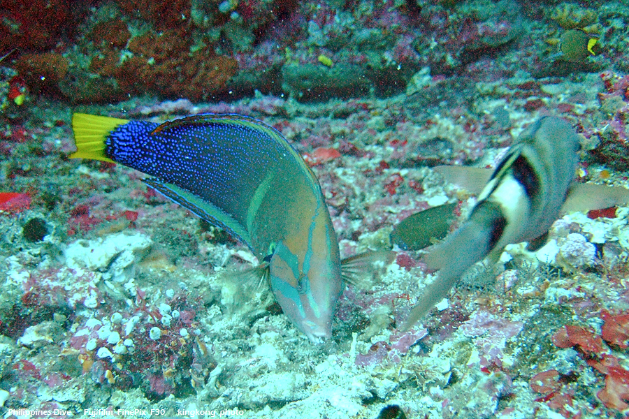 DSCF0384.JPG - Philippines Dive - Saddle