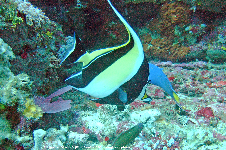 DSCF0385.JPG - Philippines Dive - Saddle