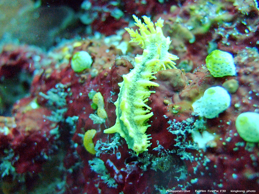 DSCF0386.JPG - Philippines Dive - Saddle