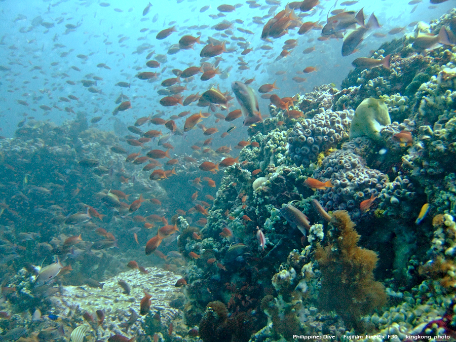 DSCF0388.JPG - Philippines Dive - Saddle