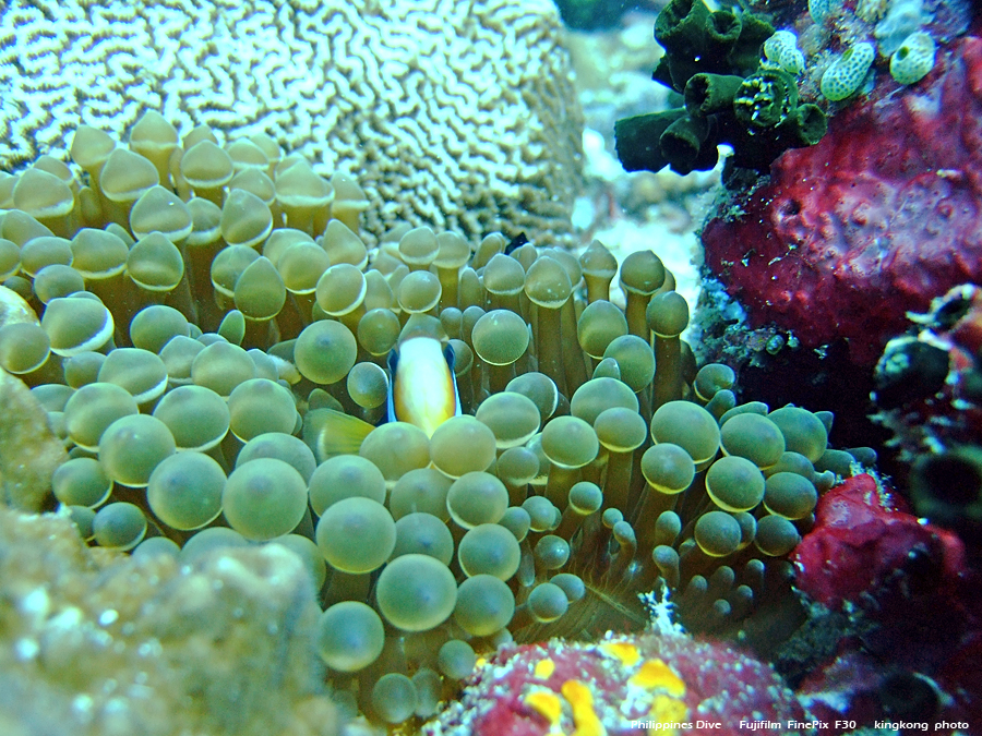 DSCF0389.JPG - Philippines Dive - Saddle