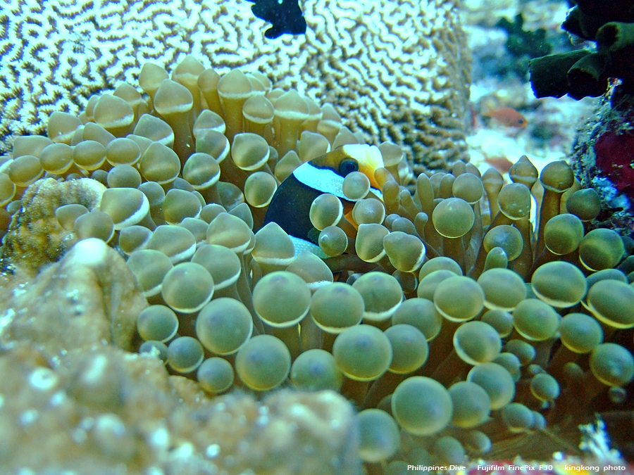 DSCF0390.JPG - Philippines Dive - Saddle