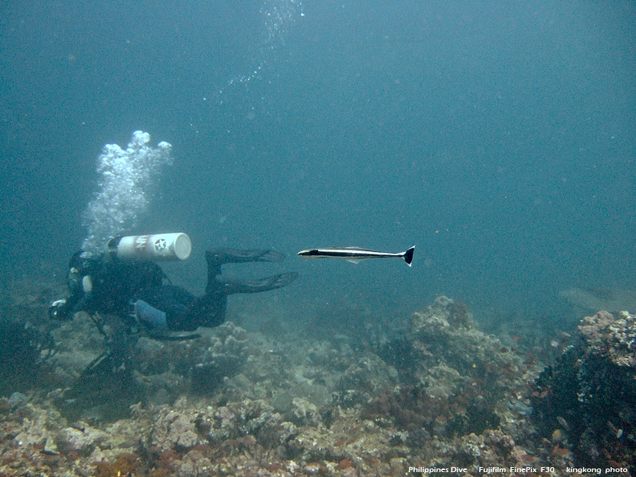 DSCF0391.JPG - Philippines Dive - Saddle