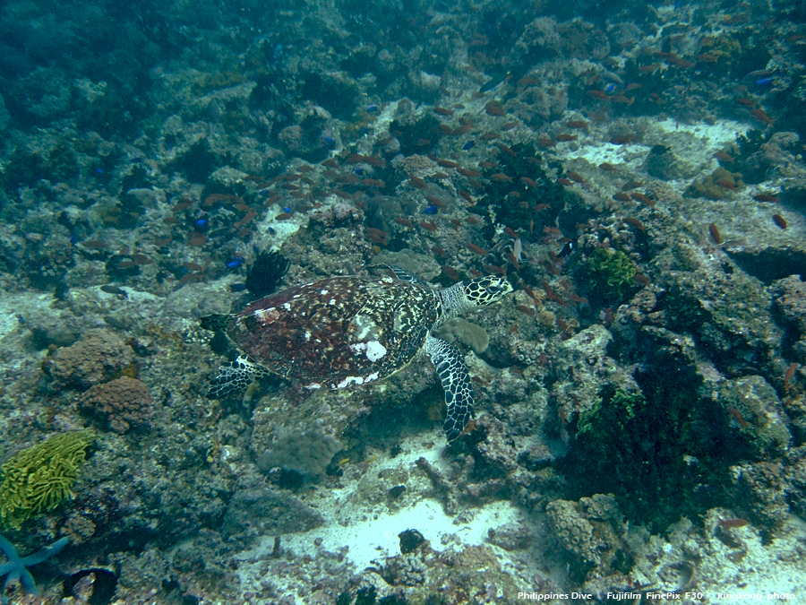 DSCF0392.JPG - Philippines Dive - Saddle