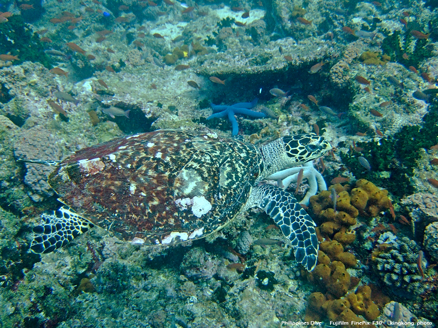 DSCF0393.JPG - Philippines Dive - Saddle