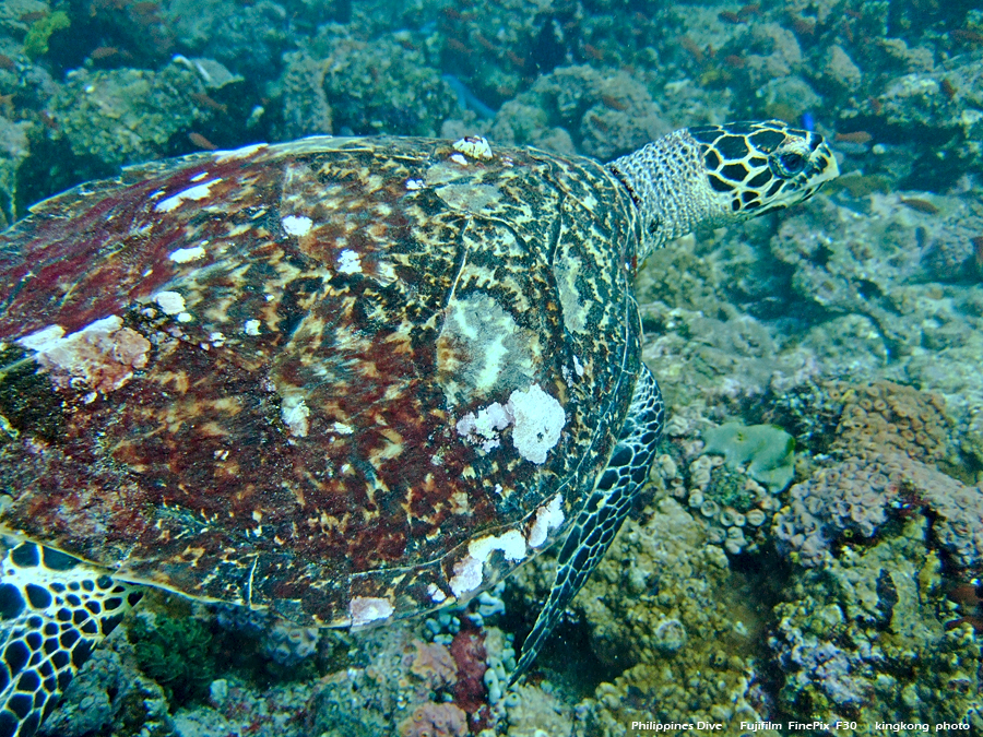 DSCF0394.JPG - Philippines Dive - Saddle