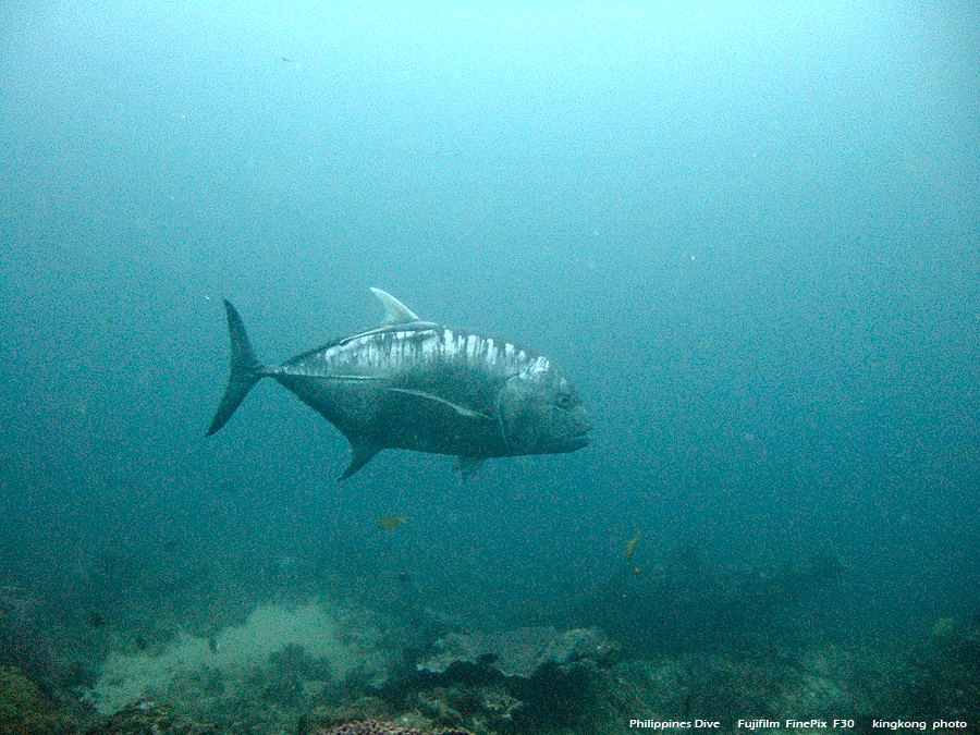 DSCF0429.JPG - Philippines Dive - Mainit