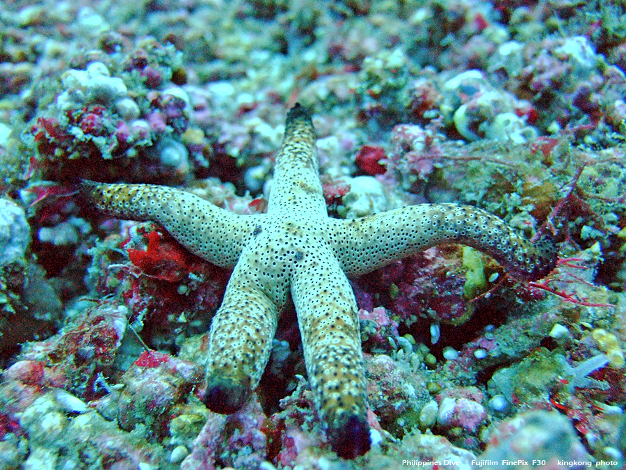 DSCF0589.JPG - Philippines Dive - San Agapito, Verde Island