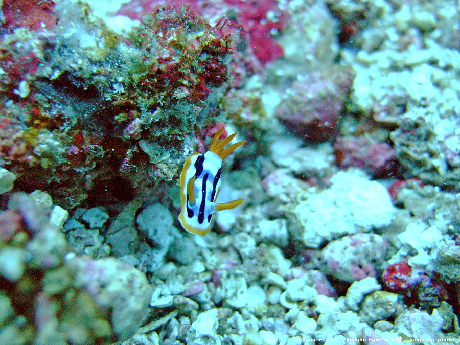 DSCF0591.JPG - Philippines Dive - San Agapito, Verde Island