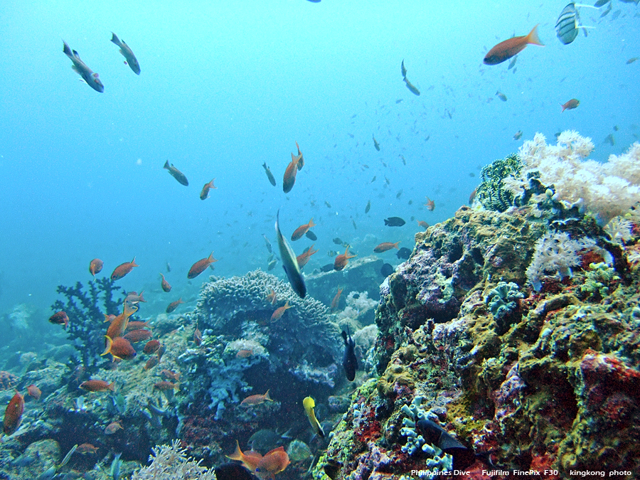 DSCF0597.JPG - Philippines Dive - San Agapito, Verde Island