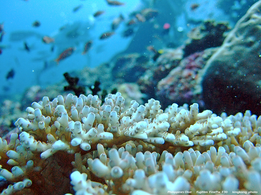 DSCF0608.JPG - Philippines Dive - San Agapito, Verde Island