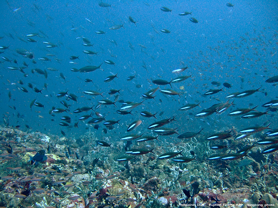 DSCF0613.JPG - Philippines Dive - San Agapito, Verde Island